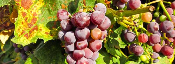 Vitivinicolo, le istruzioni Agea per le domande di pagamento del saldo e dell’anticipo degli aiuti