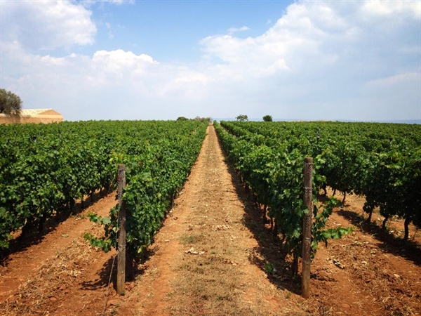 Trasferibilità delle autorizzazioni per gli impianti viticoli per successione anticipata