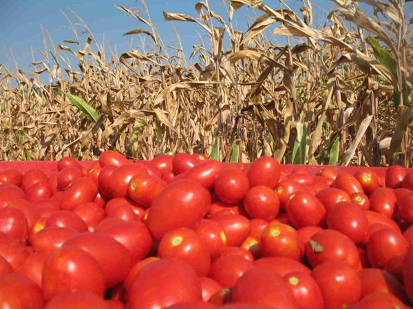 Fusione Casalasco, la Valpadana capitale italiana del pomodoro