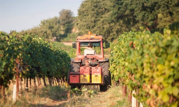 CASCINA CLARABELLA TRUFFATA. E SUL WEB SCATTA LA SOLIDARIETA’