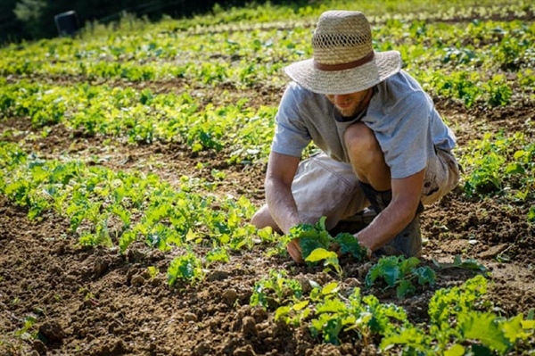 AGRICOLTURA SOCIALE, APRE A CASTEL GOFFREDO "AGRIARCHÈ"