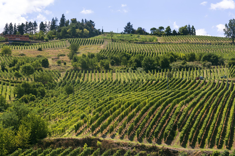 TERRE D’OLTREPO’, CONFCOOPERATIVE: “BENE ELEZIONE CDA. ORA SI VADA AVANTI SENZA SE E SENZA MA”