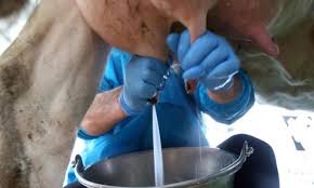 Coronavirus, Confcooperative “latte lombardo in crisi, misure per tutelare le produzioni”