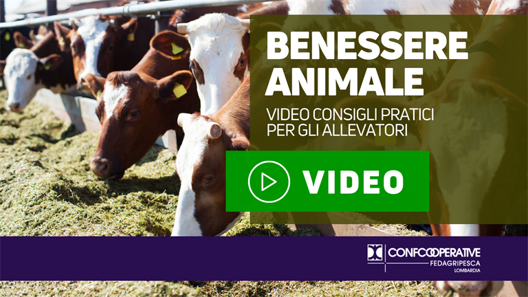 Benessere animale | Online video con consigli e informazioni pratiche