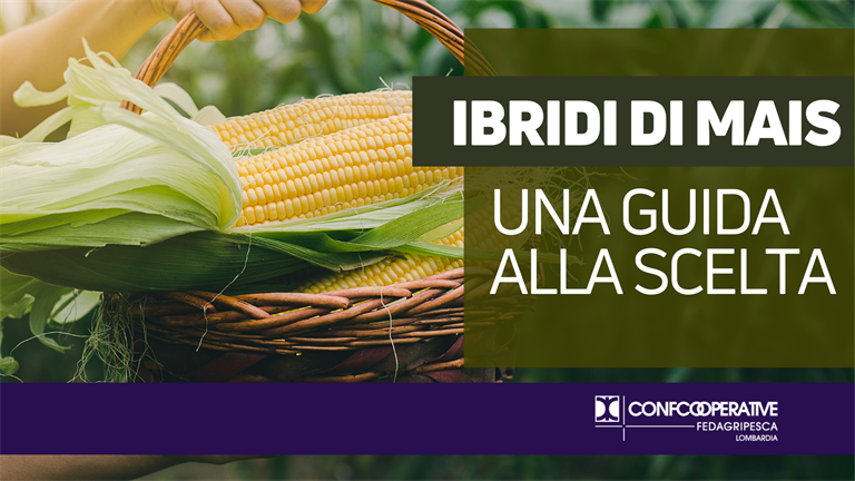 Ibridi di mais: una guida alla scelta