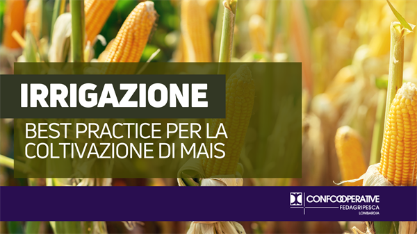 Irrigazione: best practice per la coltivazione di mais