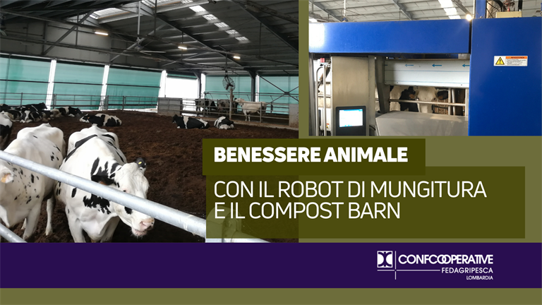 Benessere animale con compost barn e robot di mungitura