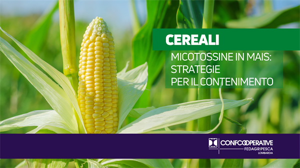 Micotossine in mais: strategie per il contenimento