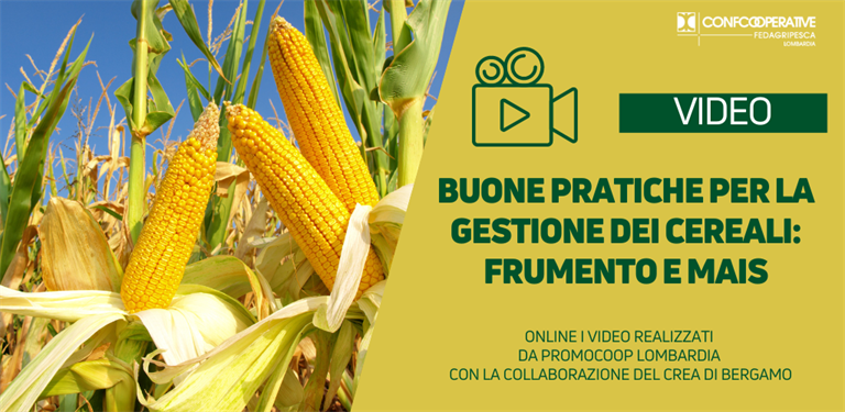 VIDEO | Buone pratiche per la gestione dei cereali: frumento e mais