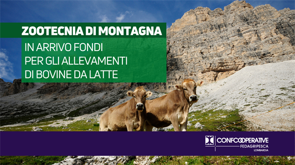 Zootecnia, fondi per gli allevamenti di bovine da latte di montagna