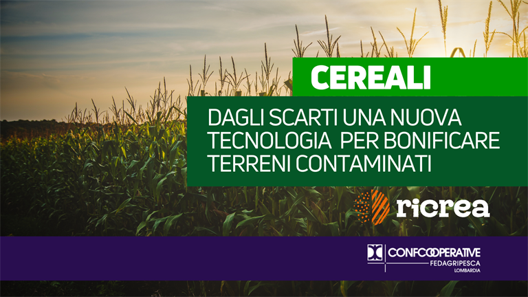 Lombardia, dagli scarti dei cereali una nuova tecnologia  per bonificare terreni contaminati