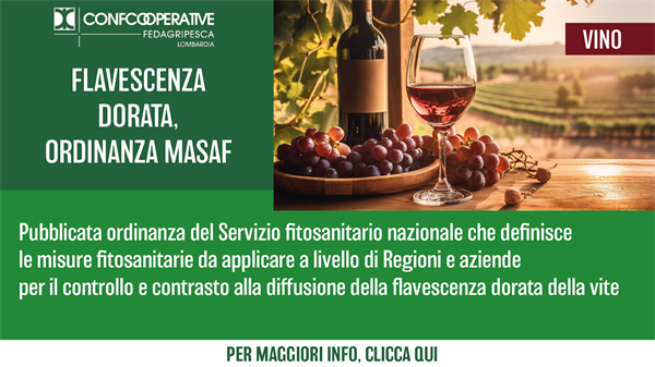 VINO - Flavescenza dorata, ordinanza MASAF su misure fitosanitarie da applicare