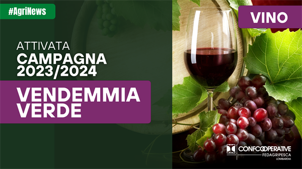 OCM Vino, attivata campagna Vendemmia Verde 2023/2024