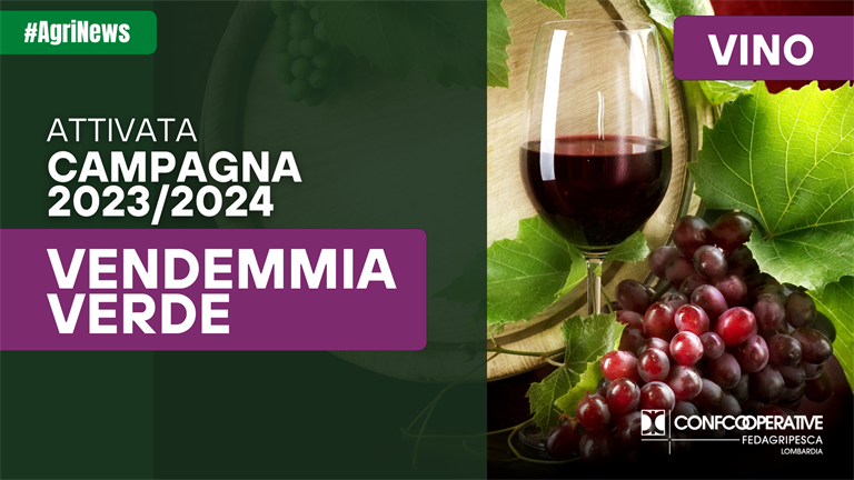 OCM Vino, attivata campagna Vendemmia Verde 2023/2024