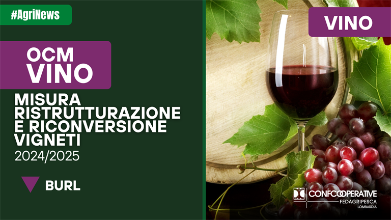 OCM VINO, misura ristrutturazione e riconversione vigneti, campagna 2024/25