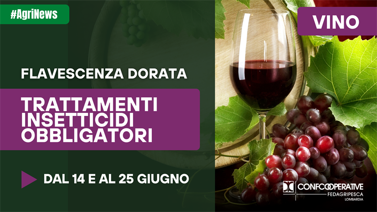Vino, trattamenti obbligatori per la Flavescenza dorata