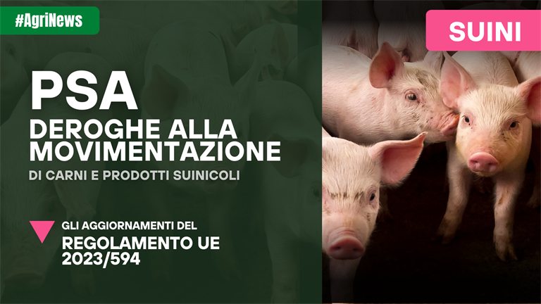 PSA, deroghe alle movimentazioni di carni e prodotti suinicoli