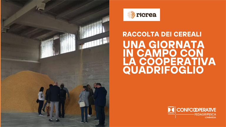 La raccolta dei cereali: una giornata in campo con la Cooperativa Quadrifoglio