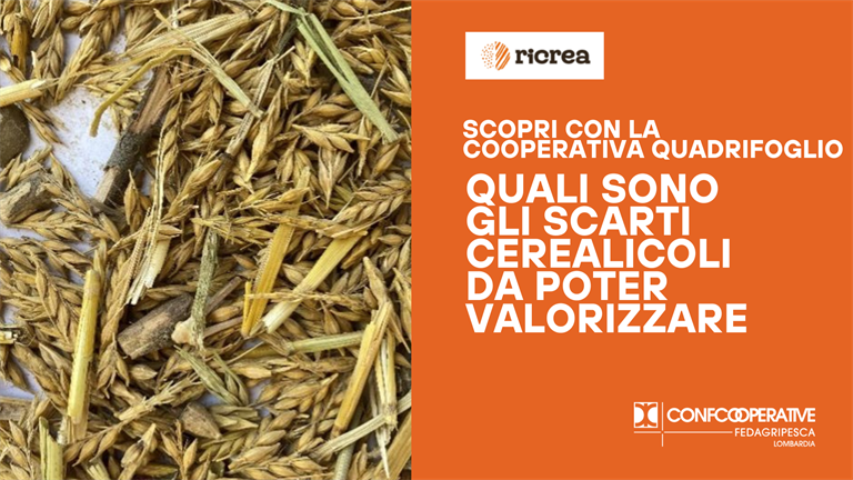Quali sono gli scarti cerealicoli da poter valorizzare?