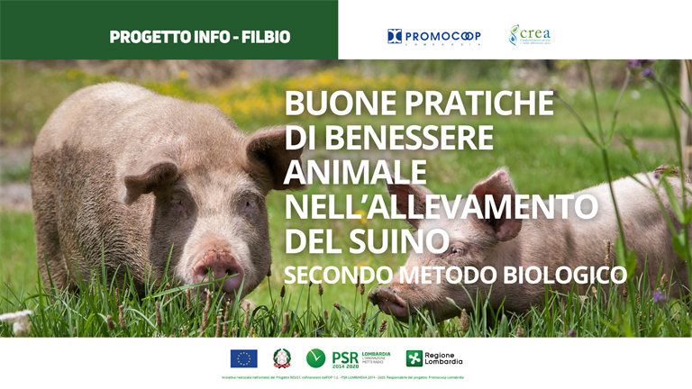 Buone pratiche di benessere animale nell’allevamento del suino secondo metodo biologico